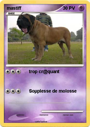 Pokemon mastiff