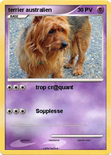 Pokemon terrier australien