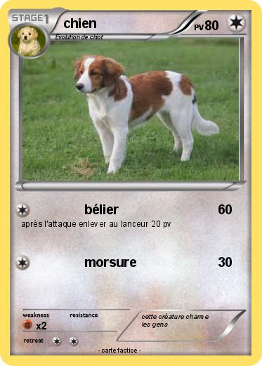 Pokemon chien