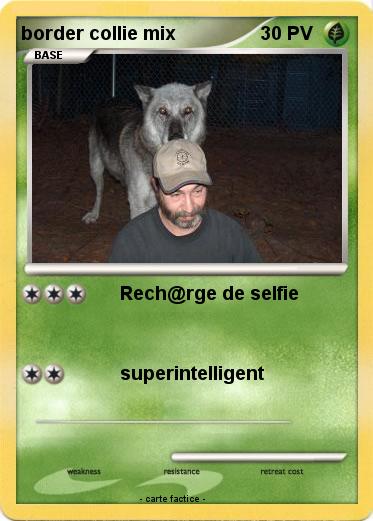 Pokemon border collie mix