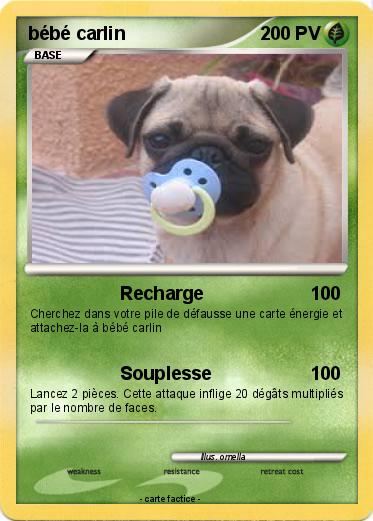 Pokemon bébé carlin