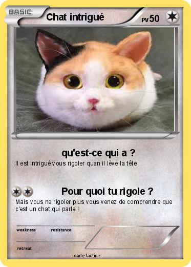 Pokemon Chat intrigué