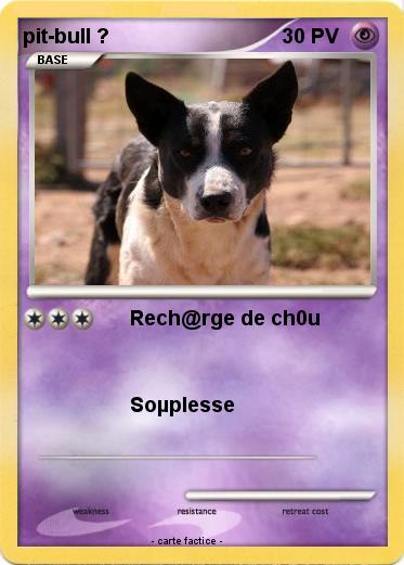 Pokemon pit-bull ?