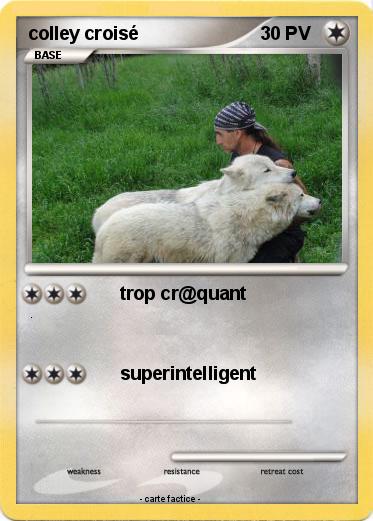 Pokemon colley croisé