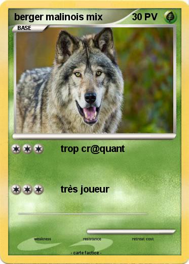 Pokemon berger malinois mix