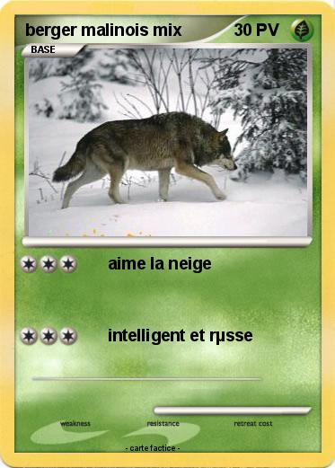 Pokemon berger malinois mix