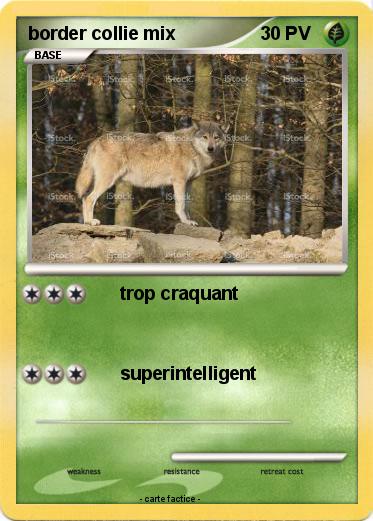 Pokemon border collie mix