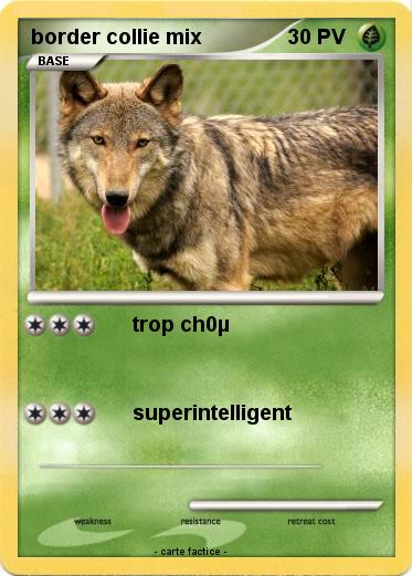 Pokemon border collie mix