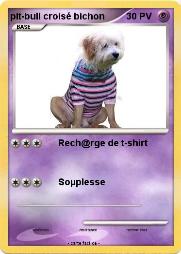 Pokemon pit-bull croisé bichon