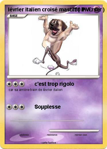 Pokemon lévrier italien croisé mastiff ( inv£rser )