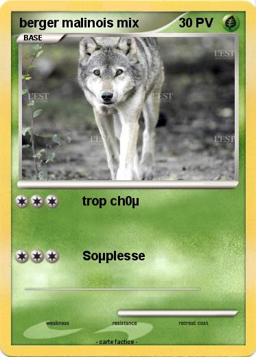 Pokemon berger malinois mix