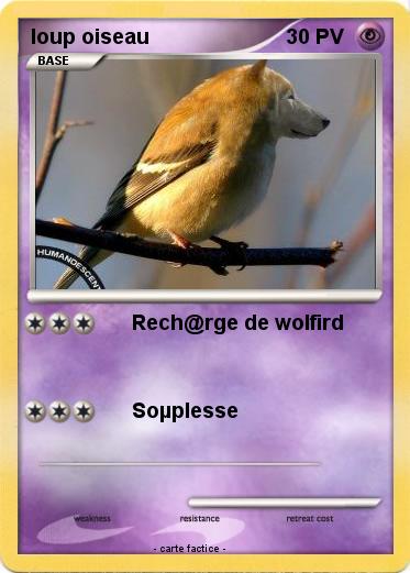 Pokemon loup oiseau
