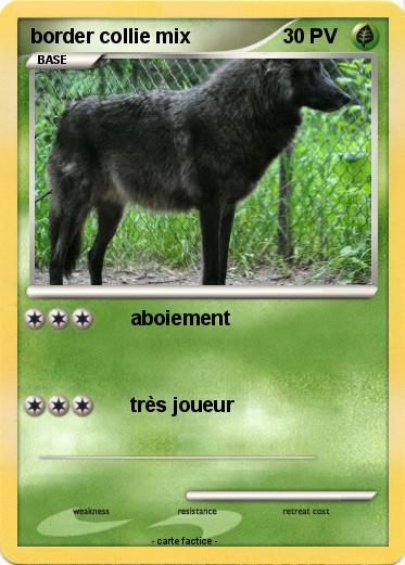 Pokemon border collie mix