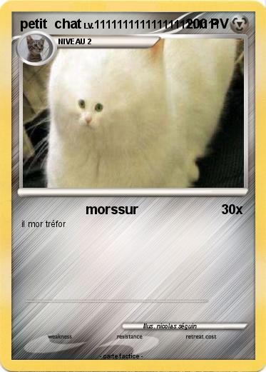 Pokemon petit  chat