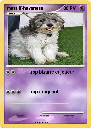 Pokemon mastiff-havanese