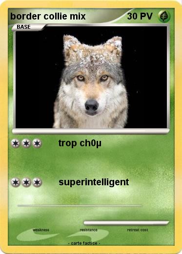 Pokemon border collie mix
