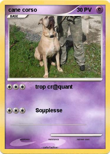 Pokemon cane corso