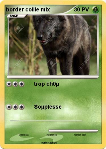 Pokemon border collie mix