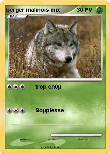 Pokemon berger malinois mix