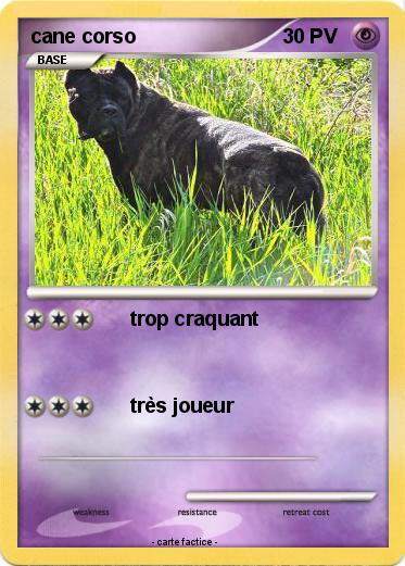 Pokemon cane corso