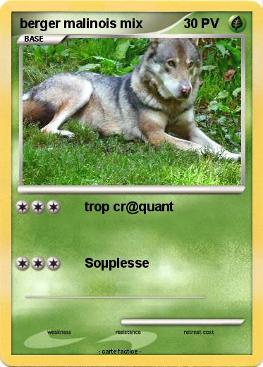 Pokemon berger malinois mix