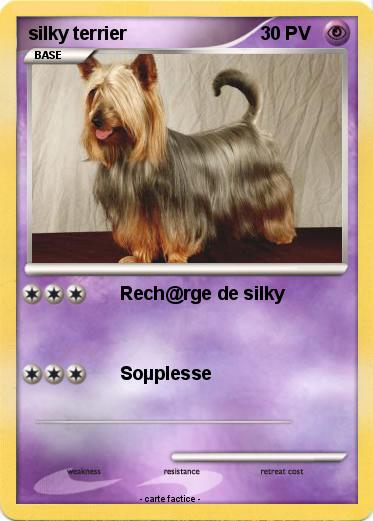 Pokemon silky terrier
