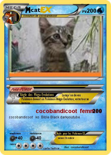Pokemon cat