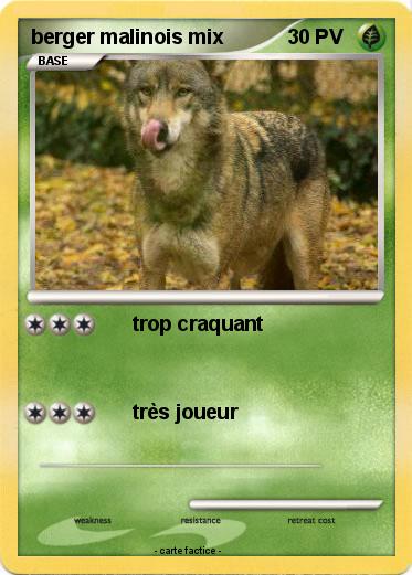 Pokemon berger malinois mix