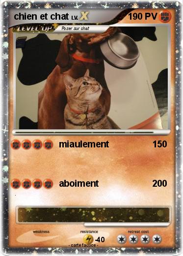 Pokemon chien et chat