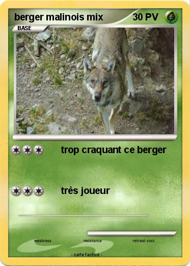 Pokemon berger malinois mix