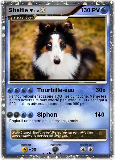 Pokemon Sheltie ♥