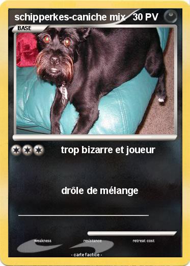 Pokemon schipperkes-caniche mix