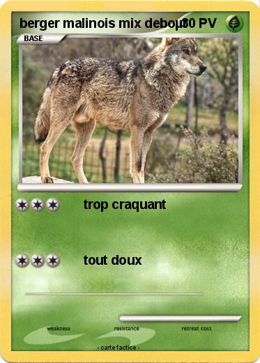 Pokemon berger malinois mix deboµt
