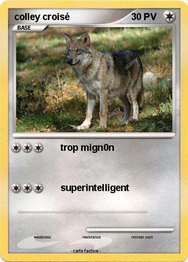 Pokemon colley croisé