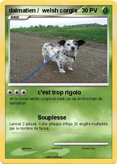 Pokemon dalmatien /  welsh corgis
