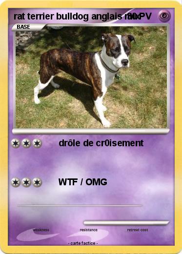 Pokemon rat terrier bulldog anglais mix