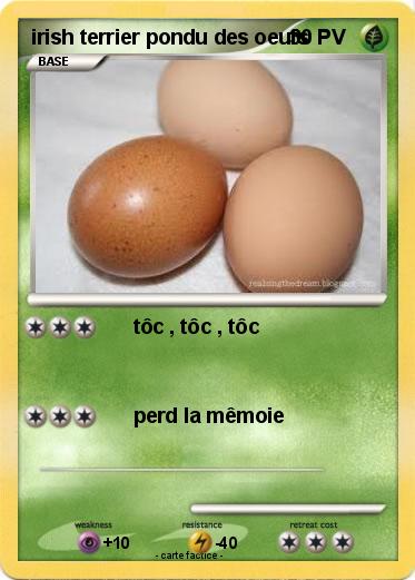 Pokemon irish terrier pondu des oeufs