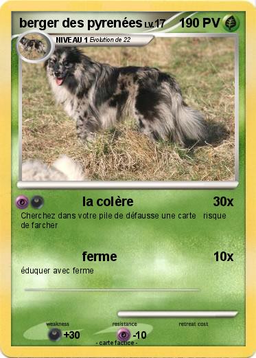 Pokemon berger des pyrenées