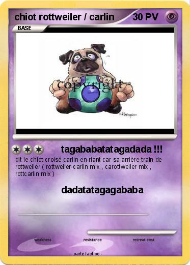 Pokemon chiot rottweiler / carlin