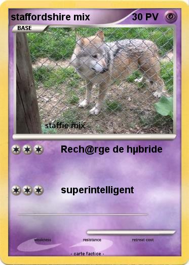 Pokemon staffordshire mix