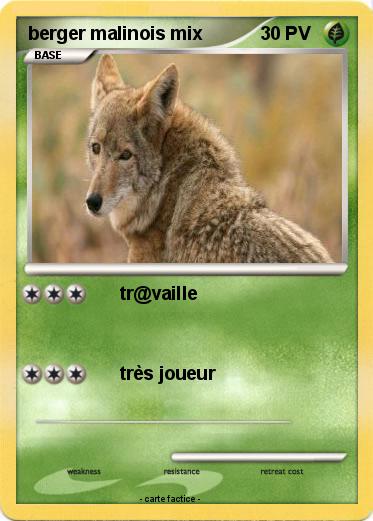 Pokemon berger malinois mix