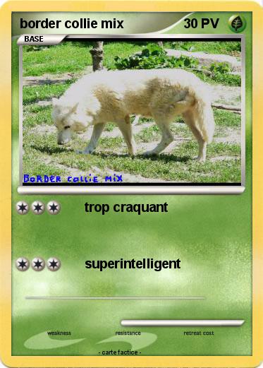 Pokemon border collie mix