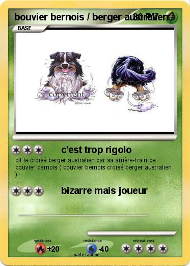 Pokemon bouvier bernois / berger australien