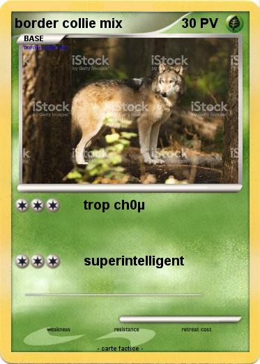 Pokemon border collie mix