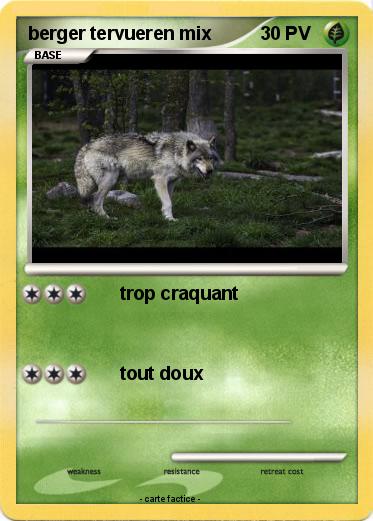 Pokemon berger tervueren mix