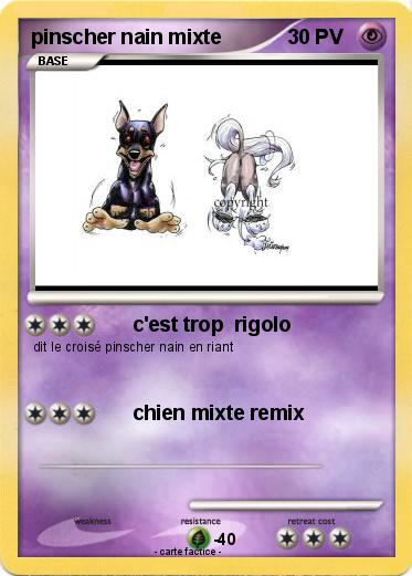 Pokemon pinscher nain mixte