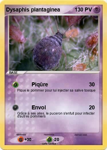 Pokemon Dysaphis plantaginea
