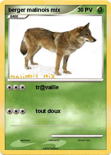 Pokemon berger malinois mix