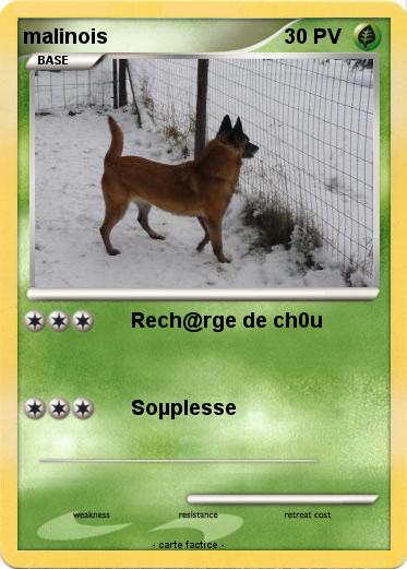 Pokemon malinois