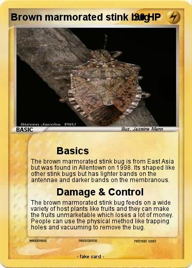 Pokemon Brown marmorated stink bug